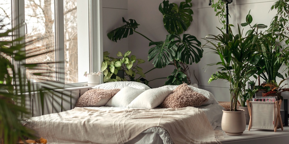 Native indoor plants for modern home styling and wellbeing
